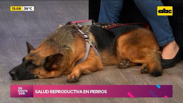 Aspectos a tener en cuenta en la salud reproductiva de nuestros perros - Ensiestados - ABC Color