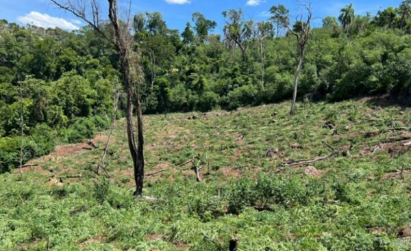 Destruyen más de 203 toneladas de marihuana en tres días