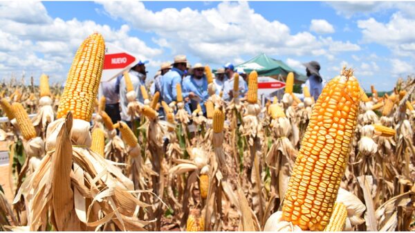 Producción de maíz cae 50% por efecto climático