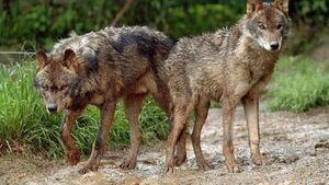 Científicos hallan fósil del primer lobo de Europa