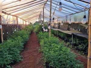 SENAD desarticuló un megalaboratorio de marihuana tipo SKUNK - Megacadena — Últimas Noticias de Paraguay