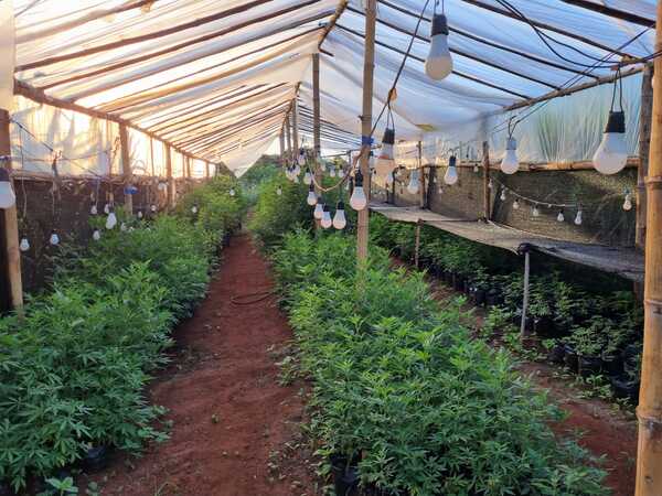 SENAD desarticuló un megalaboratorio de marihuana tipo SKUNK - Megacadena — Últimas Noticias de Paraguay