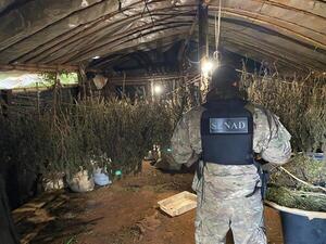 Narcos producían marihuana más potente en mega laboratorio en Amambay