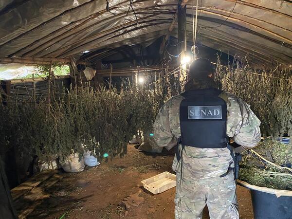 Narcos producían marihuana más potente en mega laboratorio en Amambay