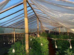 Desmantelan una estructura dedicada a la producción de marihuana tipo “Skank” - Nacionales - ABC Color