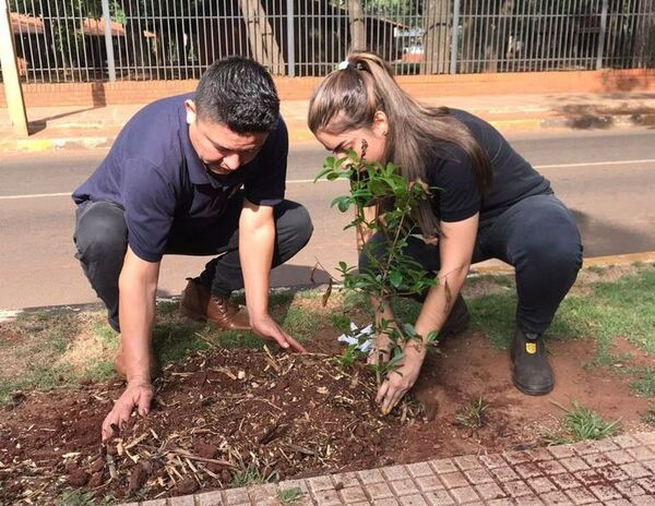 Reemplazan árboles secos en avenida céntrica de Ciudad del Este - ABC en el Este - ABC Color