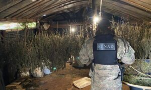 Senad ipopa’a por un laboratorio de producción de marihuana tipo Skuk