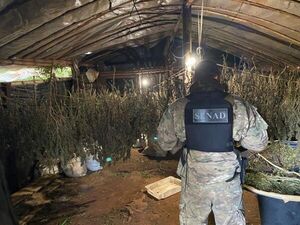 Narcos producían marihuana más potente en mega laboratorio en Amambay