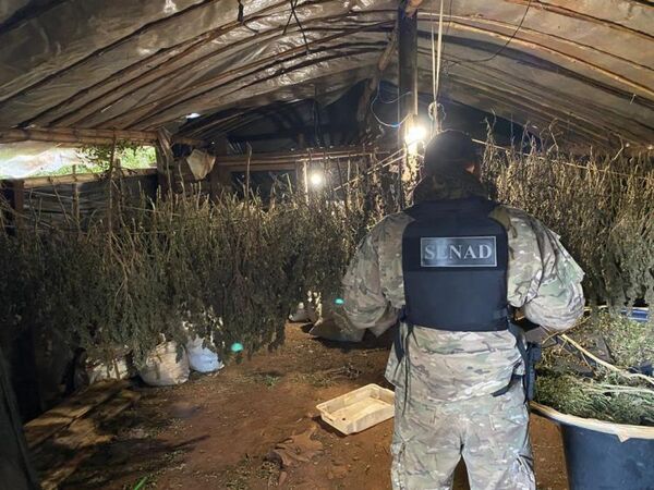 Narcos producían marihuana más potente en mega laboratorio en Amambay