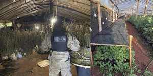 DESARTICULAN LABORATORIO DE PRODUCCIÓN DE MARIHUANA TIPO SKUNK EN LA COLONIA PIRAY DE AMAMBAY. - Itapúa Noticias