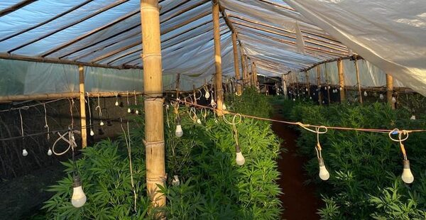 Operación en Amambay ya anuló producción de marihuana por valor de 13 millones de dólares - .::Agencia IP::.