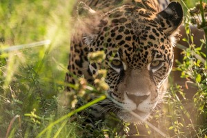 Bióloga advierte sobre necesidad de proteger hábitat del Yaguareté - Megacadena — Últimas Noticias de Paraguay