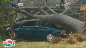 ¡Impactante! Frondoso árbol cae sobre automóvil en movimiento y conductor sale ileso | Noticias Paraguay