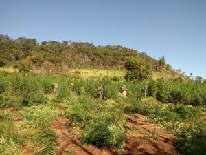 Operación en Amambay ya anuló producción de marihuana por valor de USD 13 millones