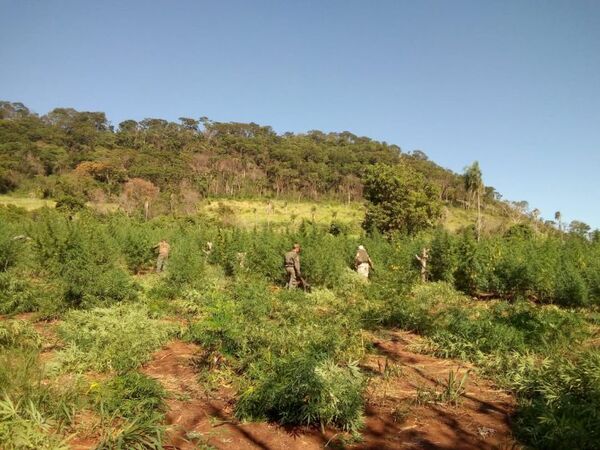 Operación en Amambay ya anuló producción de marihuana por valor de USD 13 millones