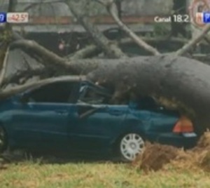 ¡Impactante! Frondoso árbol cae sobre automóvil en movimiento  - Paraguay.com