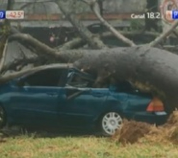 ¡Impactante! Frondoso árbol cae sobre automóvil en movimiento - Paraguay.com