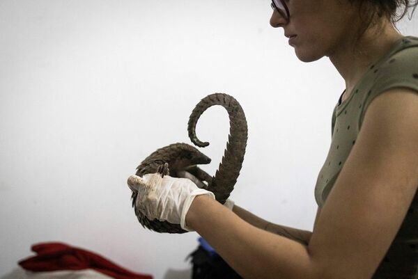 El pangolín se acerca a la extinción por su carne y sus codiciadas escamas - Mascotas - ABC Color