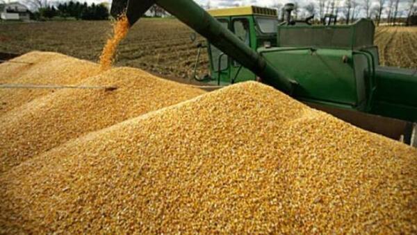 Kilos de maíz cayeron un 50 % con respecto a la zafra anterior