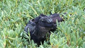 Tras rastro de iguana de Galápagos, único lagarto marino del mundo