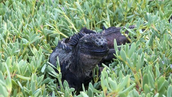 Tras rastro de iguana de Galápagos, único lagarto marino del mundo