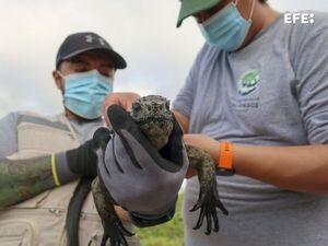 Tras el rastro de la iguana de Galápagos, el único lagarto marino del mundo