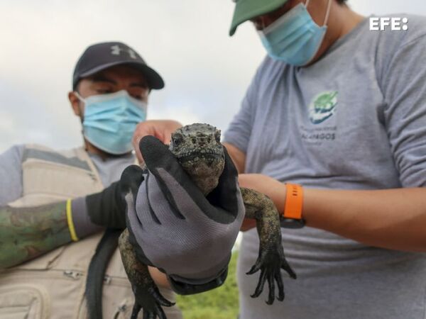 Tras el rastro de la iguana de Galápagos, el único lagarto marino del mundo