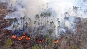 Corrientes: Incendios forestales de grandes proporciones siguen amenazando a la fauna y flora dejando graves consecuencias a su paso