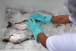 La minería sube 4,5 % en enero en Perú y la pesca cae más de 30 % - MarketData