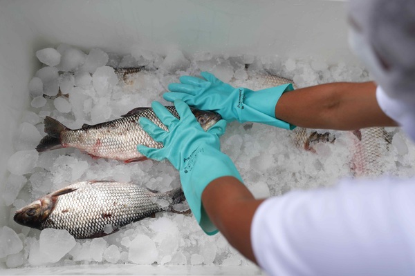 La minería sube 4,5 % en enero en Perú y la pesca cae más de 30 % - MarketData