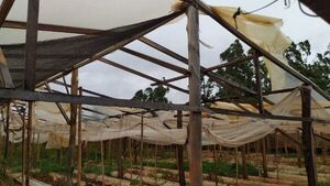 Capitán Miranda: Millonarias pérdidas en producción hortícola tras temporal