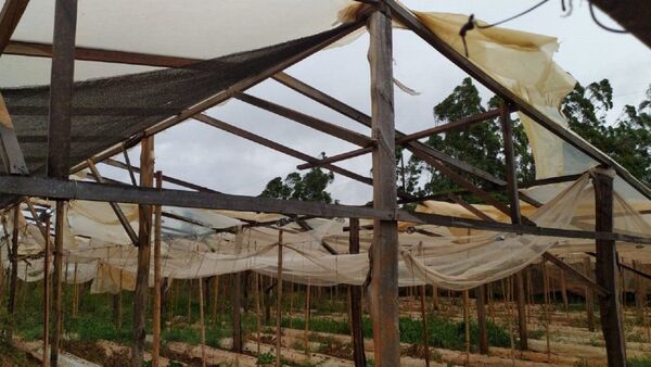 Capitán Miranda: Millonarias pérdidas en producción hortícola tras temporal