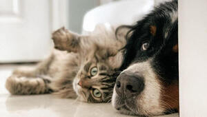 Existe una póliza para la salud de perros y gatos en Fénix Seguros (llegó a 1.000 asegurados en pocos meses)