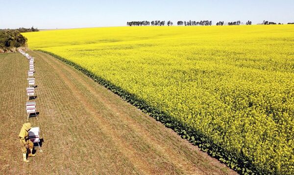 La canola, con mercado seguro - Nacionales - ABC Color