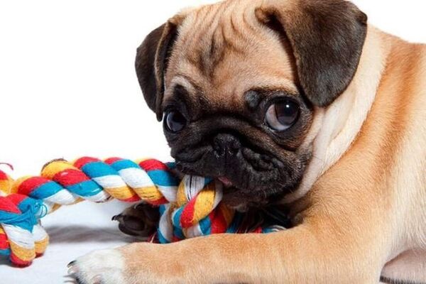 Cuándo mi perro deja de tener diente de leche - Mascotas - ABC Color