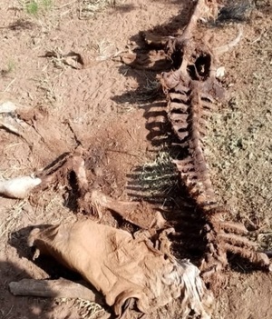 Abigeos faenan 4 animales en San Alfredo