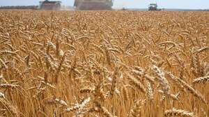 El trigo supera los US$ 384 por tonelada y alcanza su precio máximo en 14 años