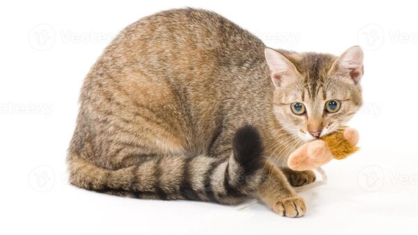 Imponen sanciones contra gatos rusos y la medida generó debate
