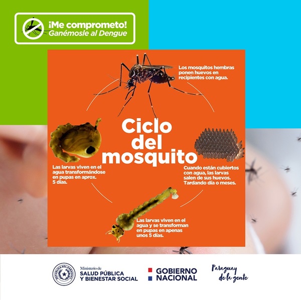 Diario HOY | Cuál es el ciclo de vida del mosquito Aedes aegypti