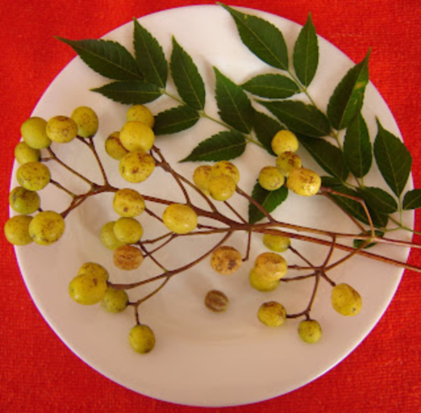BENEFICIOS DEL ÁRBOL DE NEEM PARA LA SALUD - La Voz del Norte