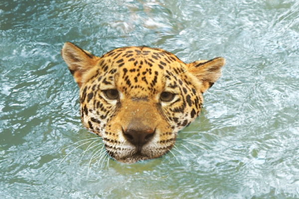 En el Día de la Vida Silvestre buscan concienciar sobre especies de fauna y flora en peligro del país - .::Agencia IP::.