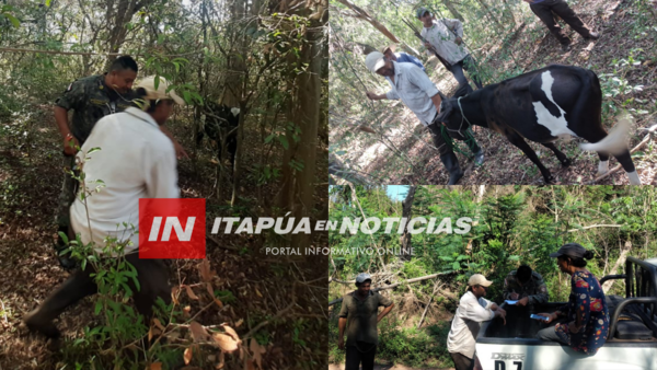 RECUPERAN TORO ROBADO DE ESTANCIA DE SAN PEDRO DEL PNÁ. - Itapúa Noticias