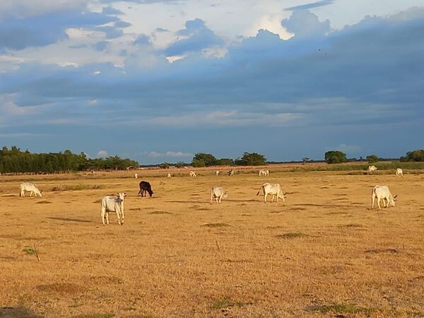 Productores de Ñeembucú piden ayuda al Gobierno - Nacionales - ABC Color