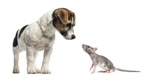 Qué hacer en caso de que mi perro muerda a una rata o viceversa - Mascotas - ABC Color