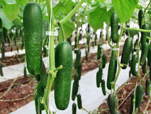 CONTROL BIOLÓGICO DE PLAGAS EN PEPINO BAJO CUBIERTA