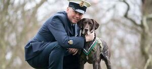 Perro rastreador del ejército británico premiado por éxitos en Afganistán - Mascotas - ABC Color