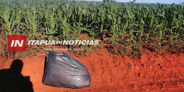 SE “OLVIDARON” SU BOLSA DE MARIHUANA AL COSTADO DE UN CAMINO EN CAPITÁN MEZA - Itapúa Noticias
