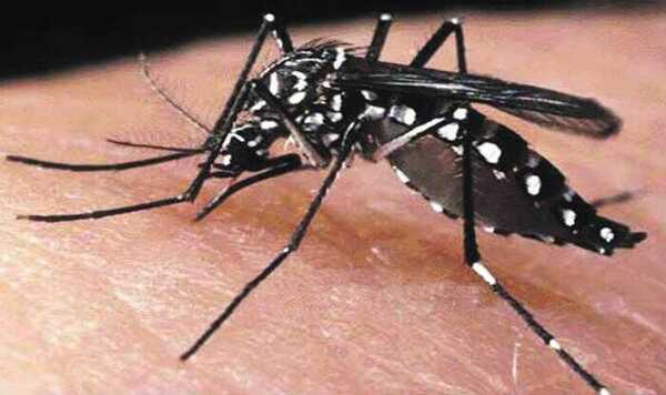 SENEPA sigue con la lucha contra el Aedes aegypti – Prensa 5