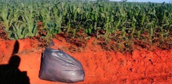 Crónica / Bandidos se olvidaron su bolsa de marihuana ¡en la calle!