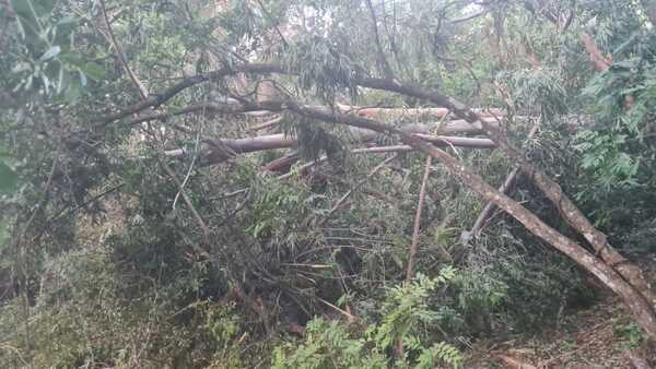Podaba un árbol, se le cayó rama en su cabeza y murió